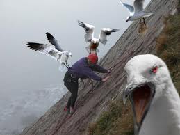 seagull cawing